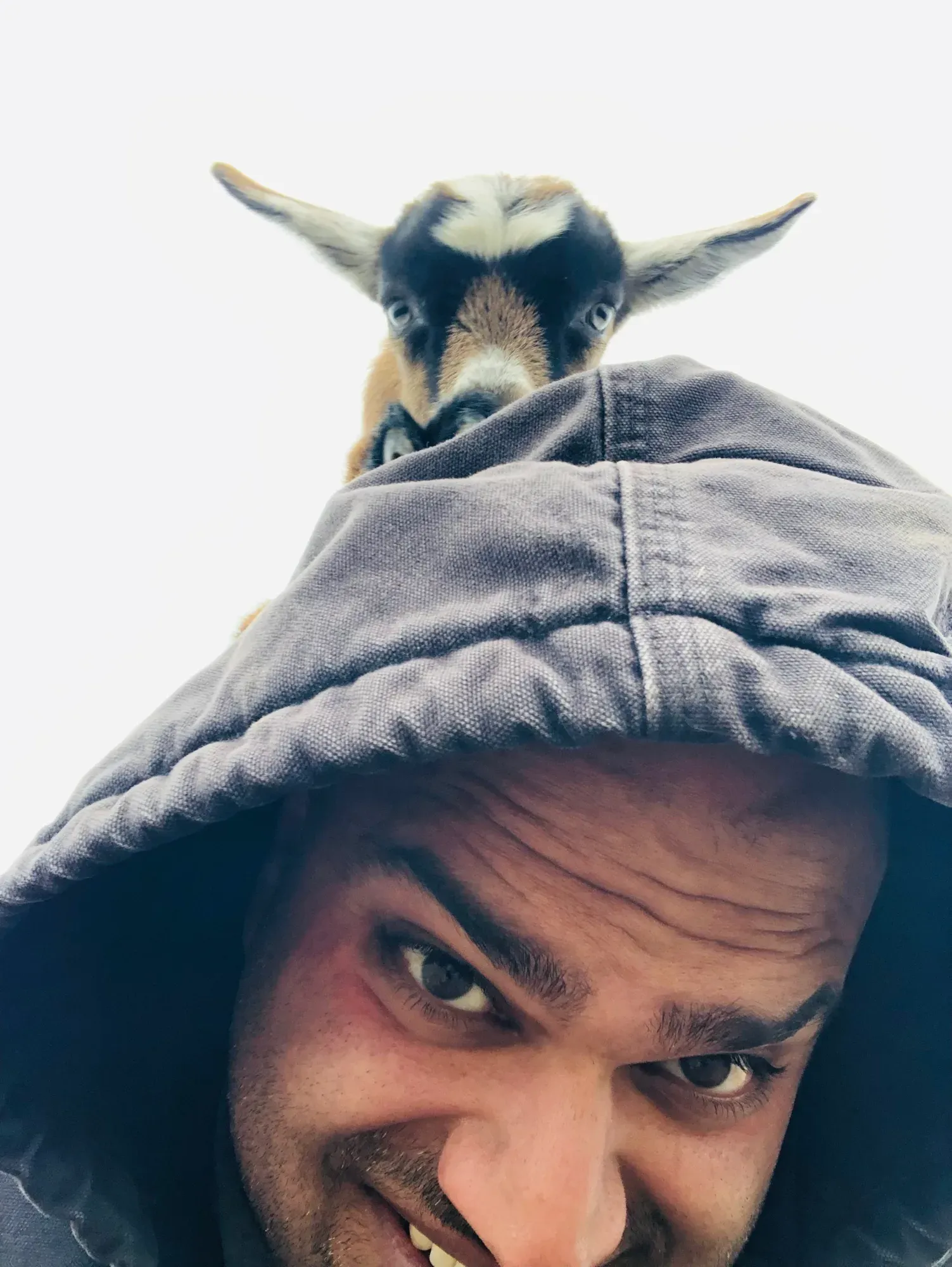 A goat kid peeking over the hood of Himanshu Mehru's work jacket against a white winter sky
