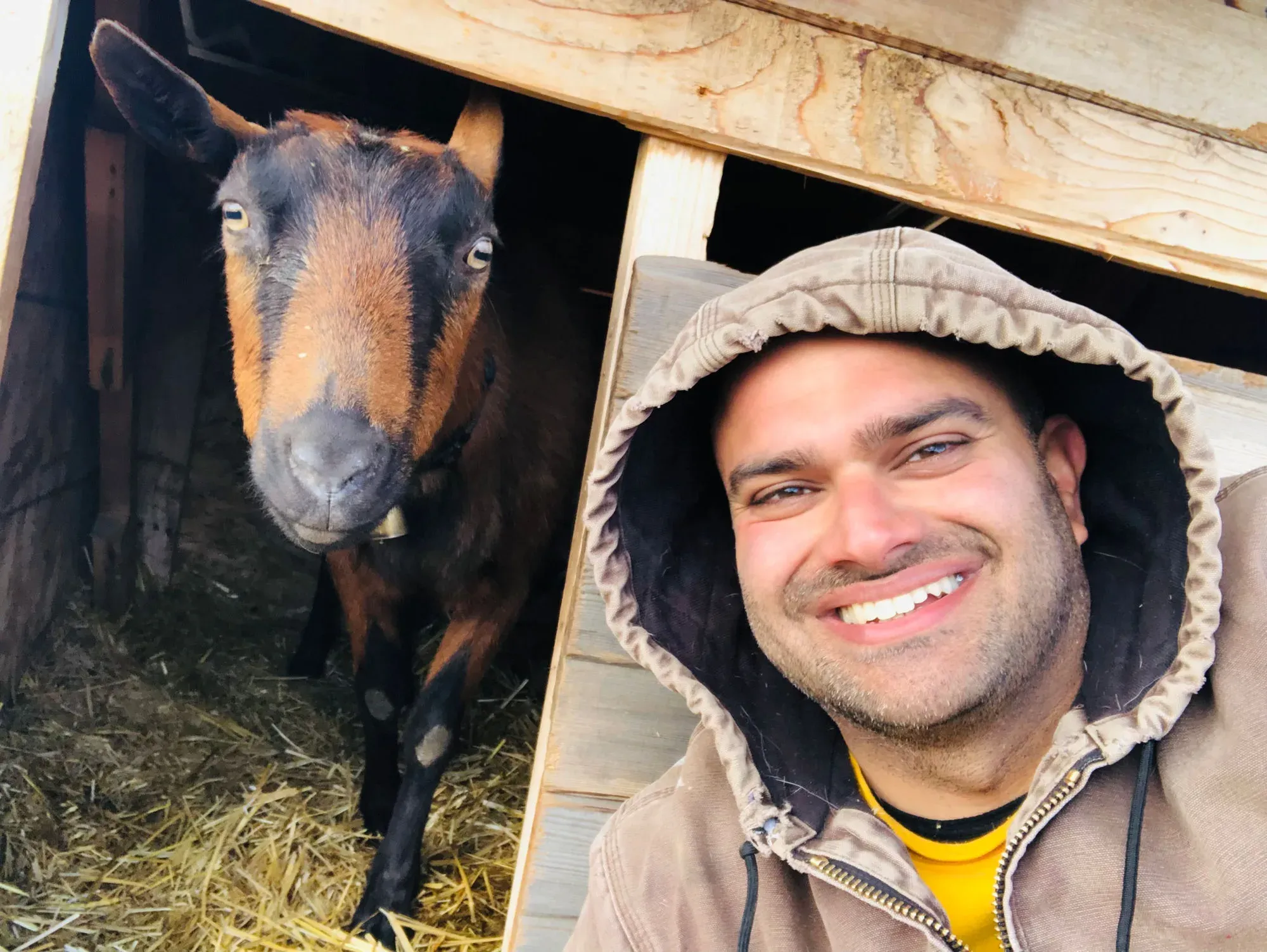 Himanshu Mehru in a hooded work jacket smiling beside Rosy, a brown goat, inside a straw-lined goat shed